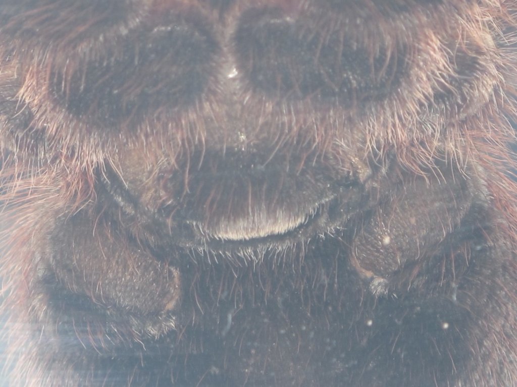 Acanthoscurria Geniculata