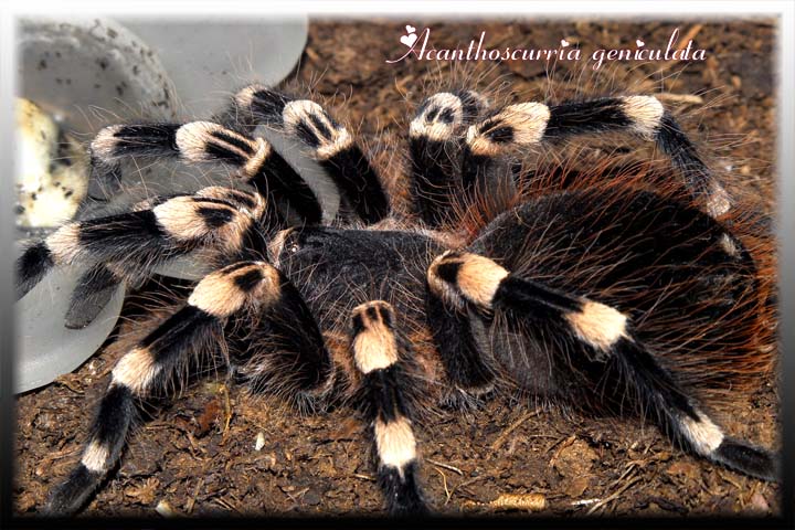 Acanthoscurria geniculata