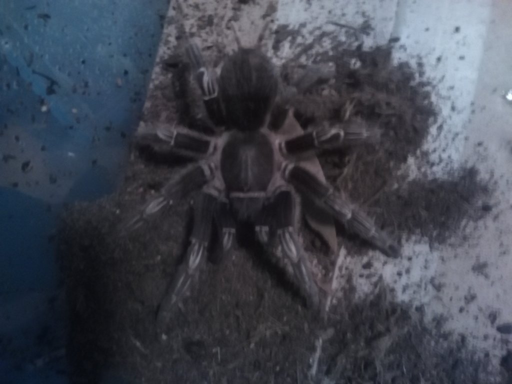 Acanthoscurria geniculata?