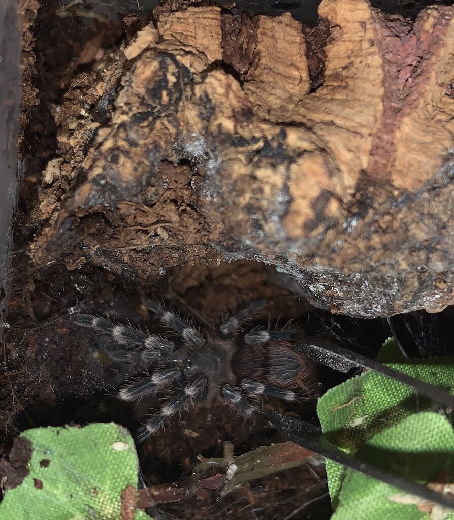 Acanthoscurria geniculata