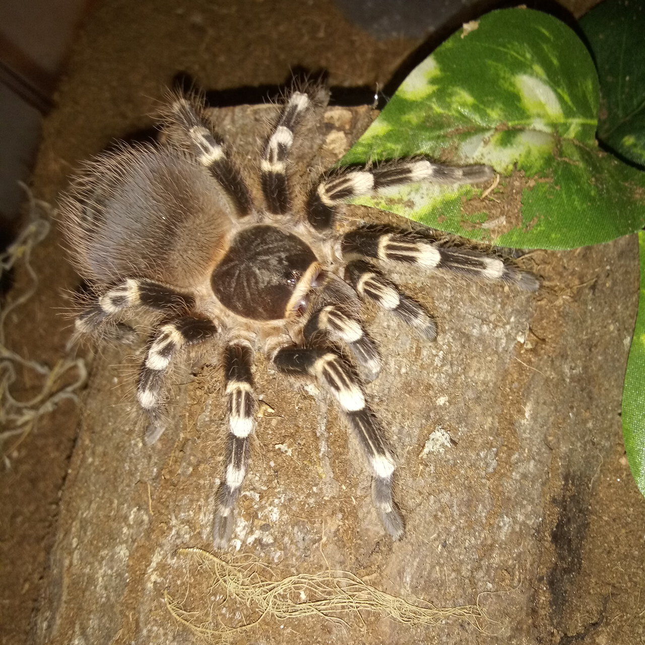 Acanthoscurria geniculata