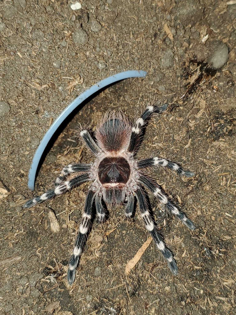 Acanthoscurria geniculata