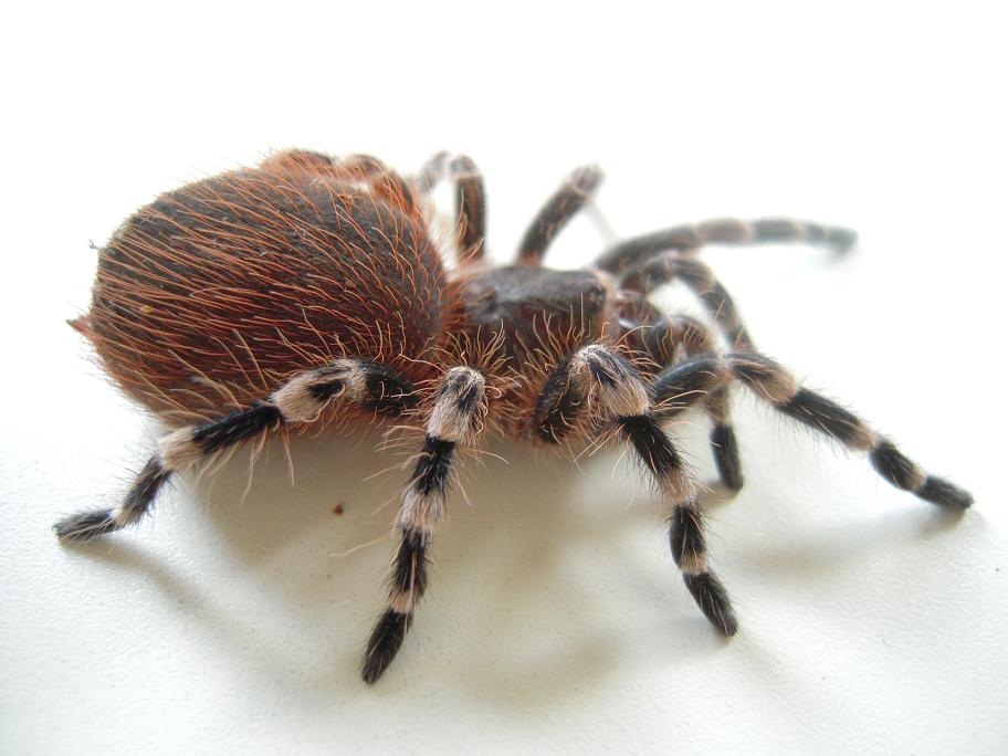 Acanthoscurria geniculata