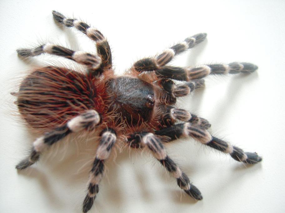Acanthoscurria Geniculata