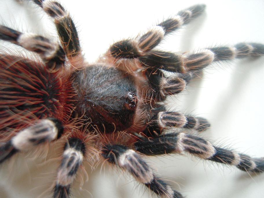 Acanthoscurria Geniculata
