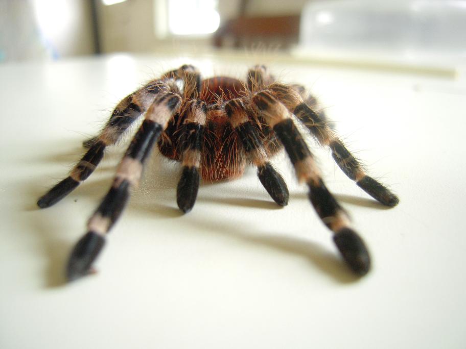 Acanthoscurria Geniculata