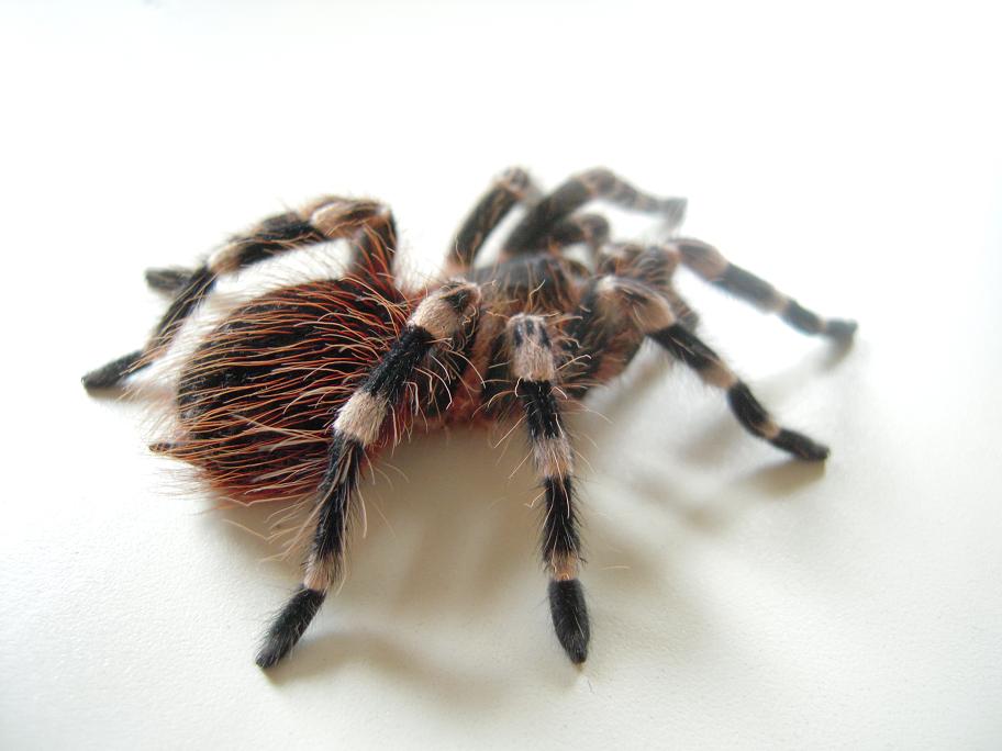 Acanthoscurria Geniculata