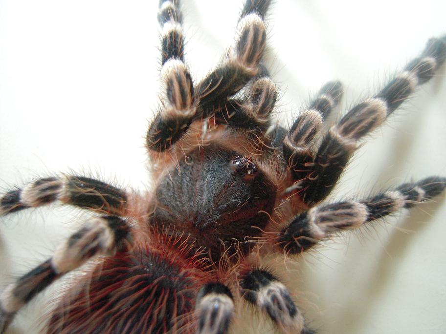 Acanthoscurria Geniculata