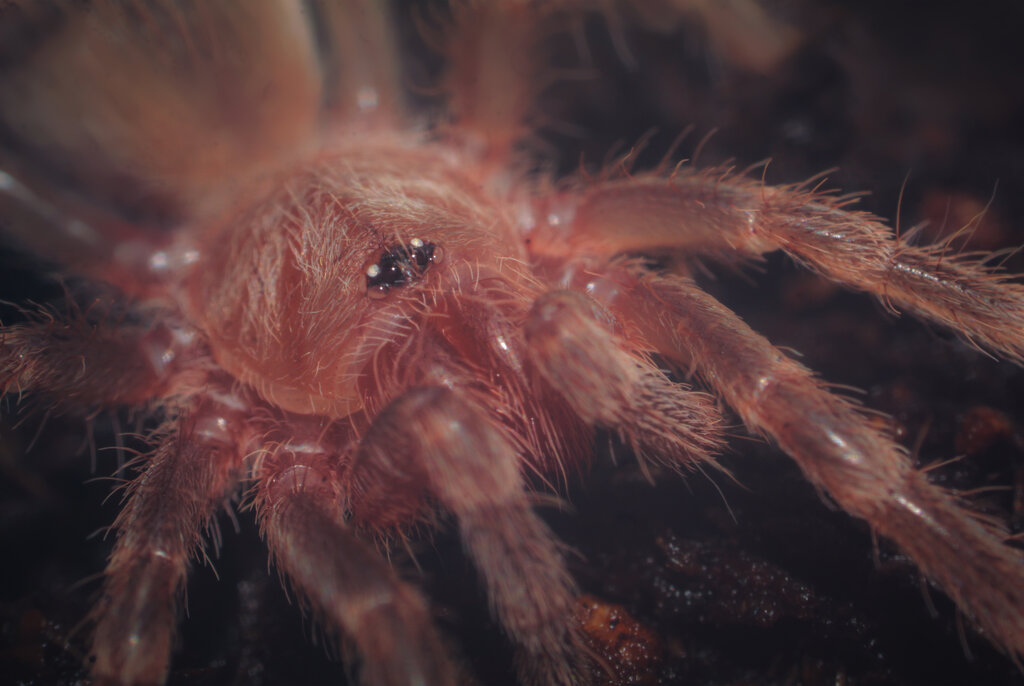 Acanthoscurria geniculata