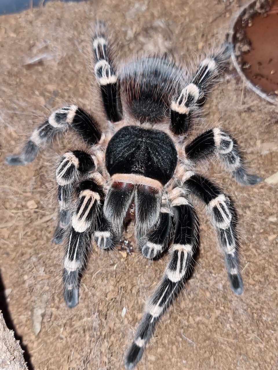 Acanthoscurria geniculata