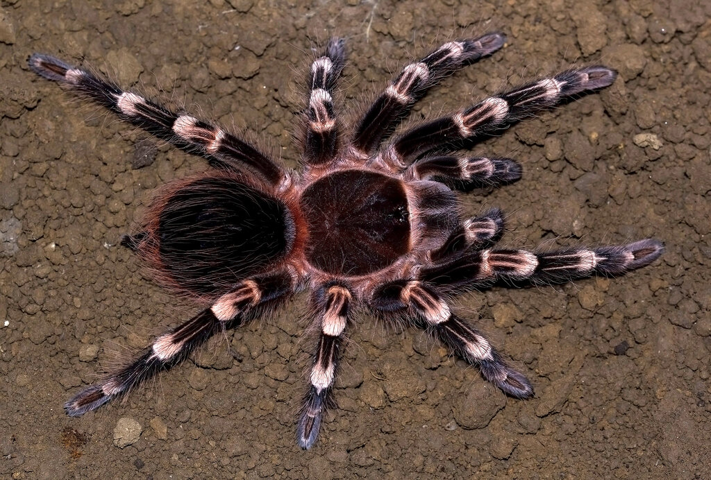 Acanthoscurria geniculata