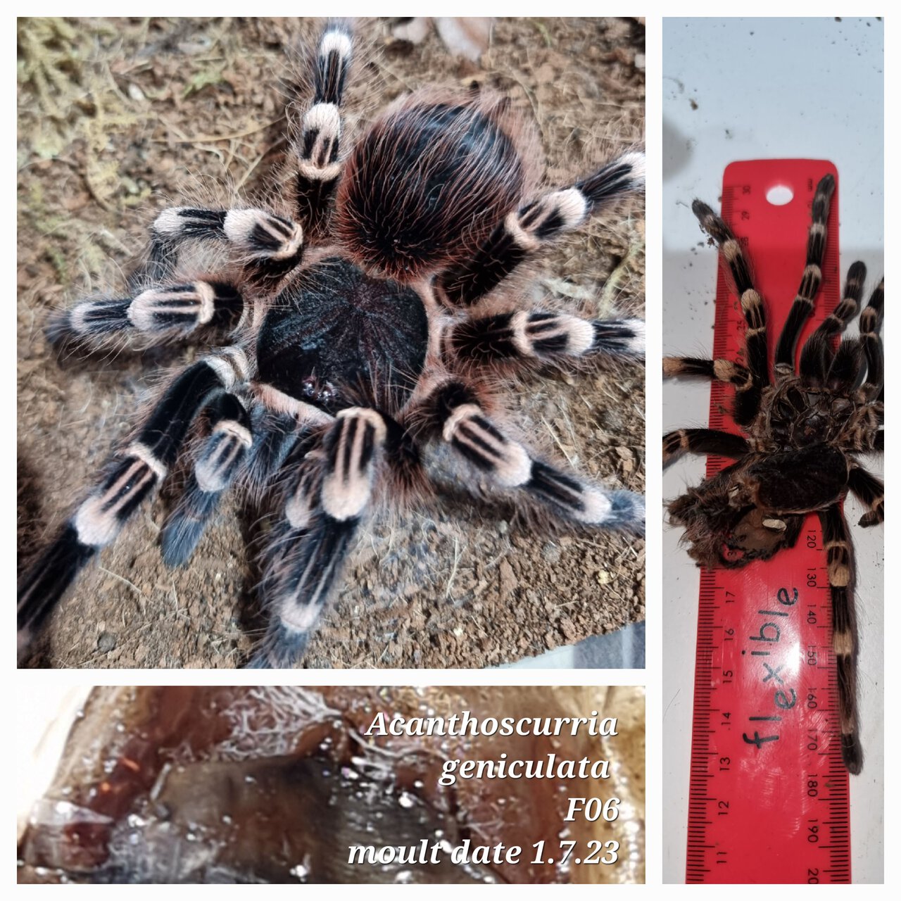 Acanthoscurria geniculata