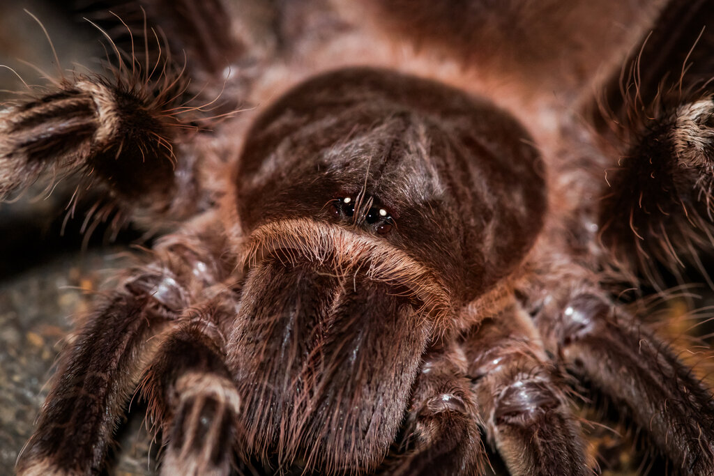 Acanthoscurria geniculata