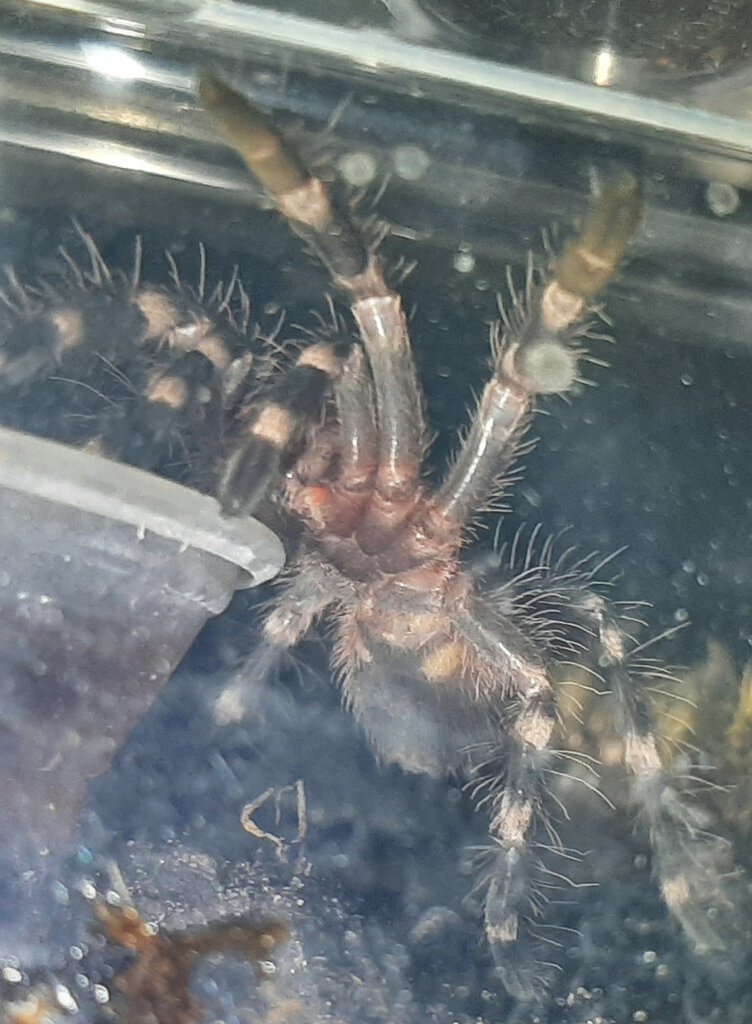 Acanthoscurria geniculata