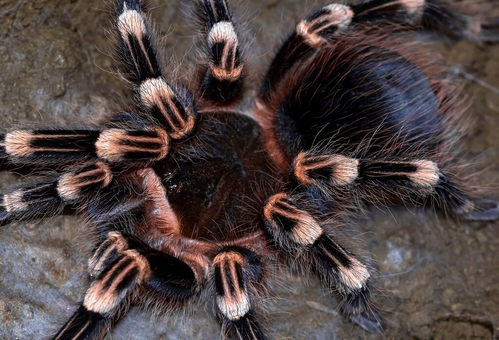 Acanthoscurria geniculata