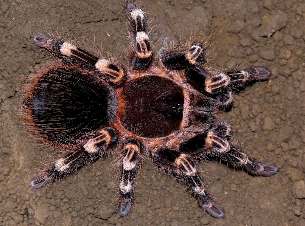 Acanthoscurria geniculata