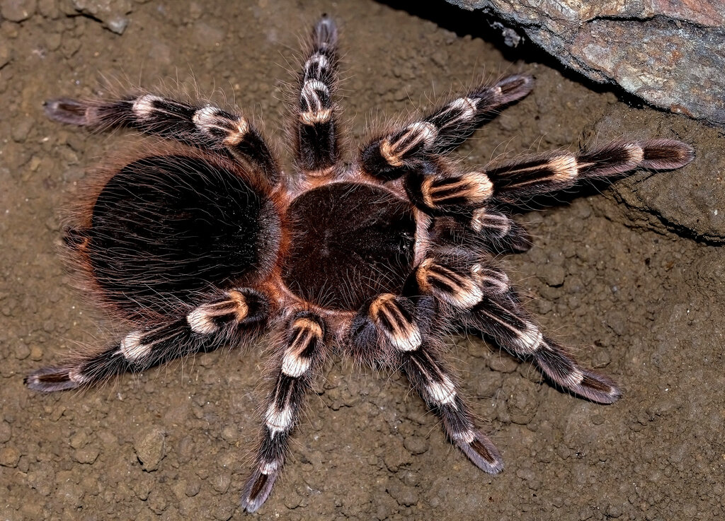 Acanthoscurria geniculata