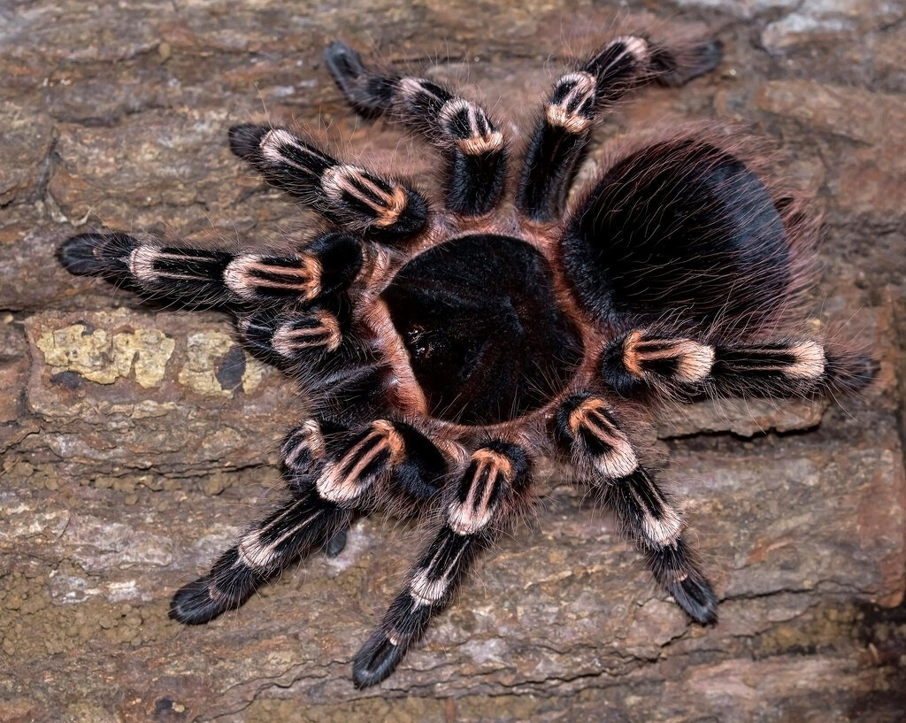 Acanthoscurria geniculata