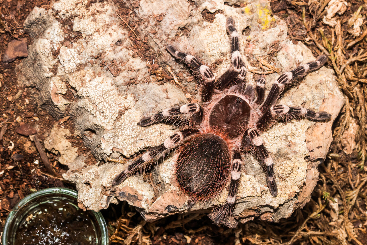 Acanthoscurria geniculata