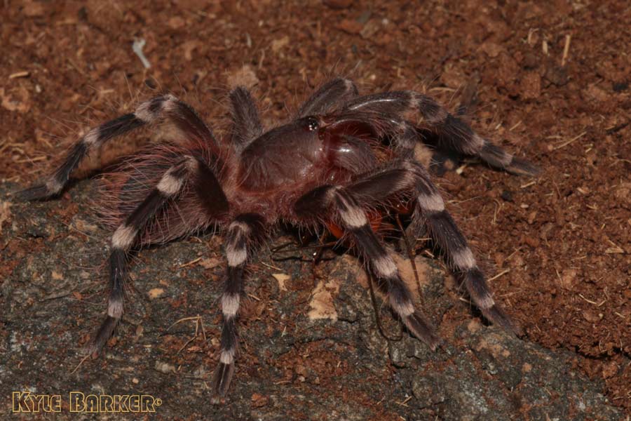 Acanthoscurria-geniculata18.jpg