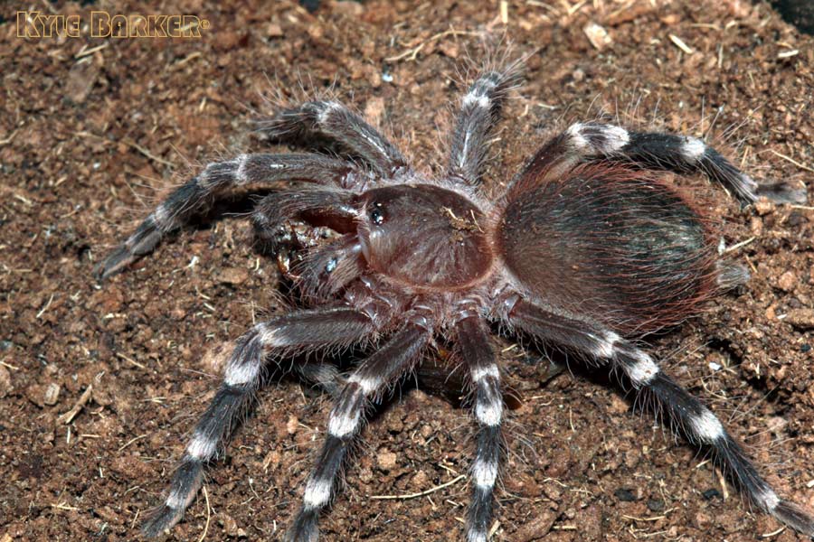 Acanthoscurria-geniculata21.jpg