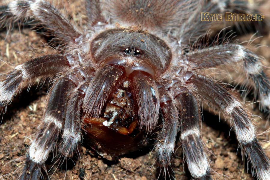 Acanthoscurria-geniculata22.jpg