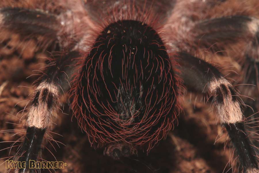 Acanthoscurria-geniculata23.jpg