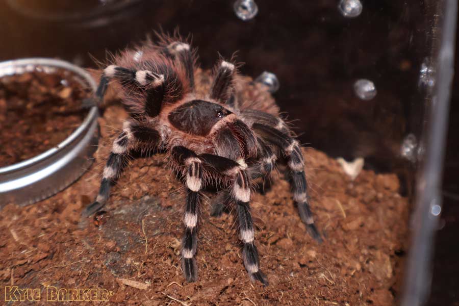 Acanthoscurria-geniculata29.jpg