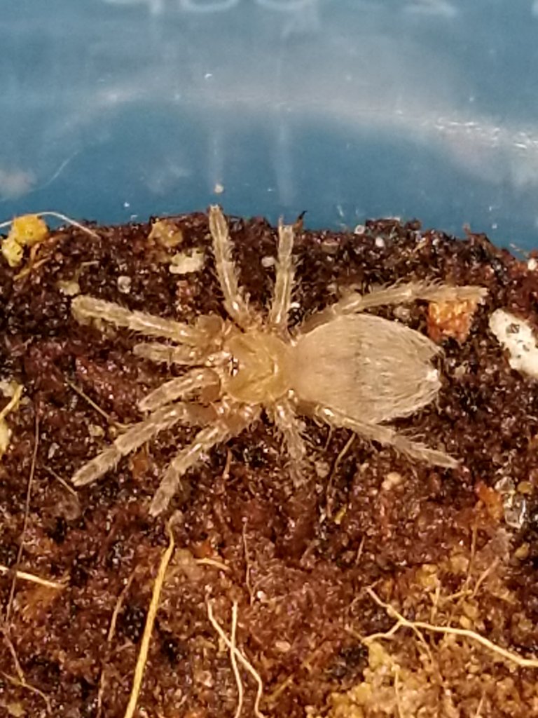 Acanthoscurria geniculate 1/4 "