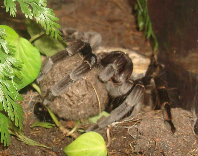 Acanthoscurria gomesiana (Sao Paulo black)