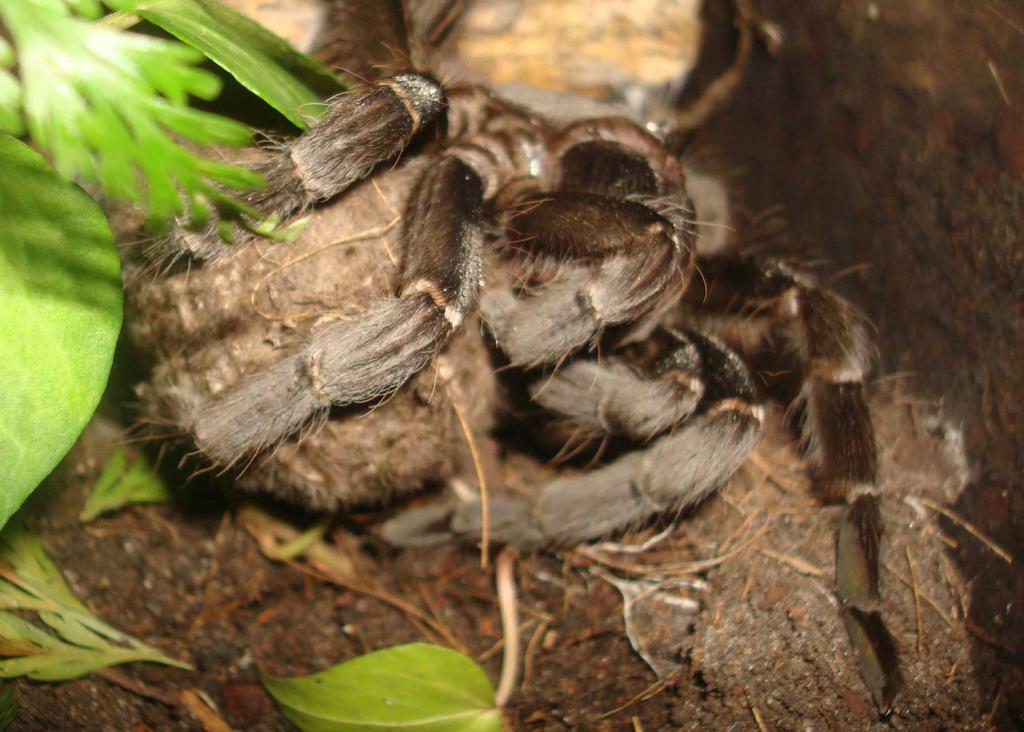 Acanthoscurria gomesiana with eggsac