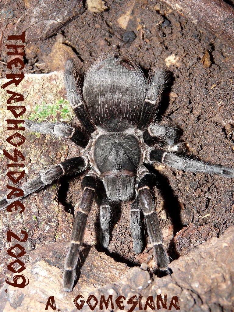 Acanthoscurria Gomesiana