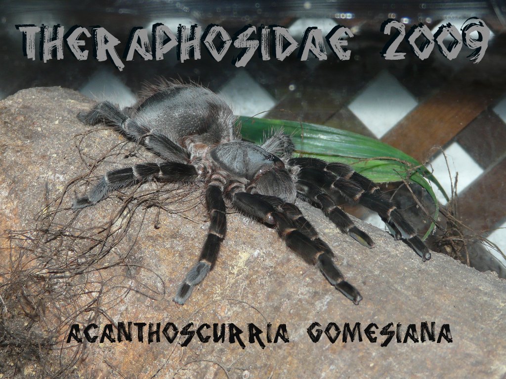 Acanthoscurria Gomesiana