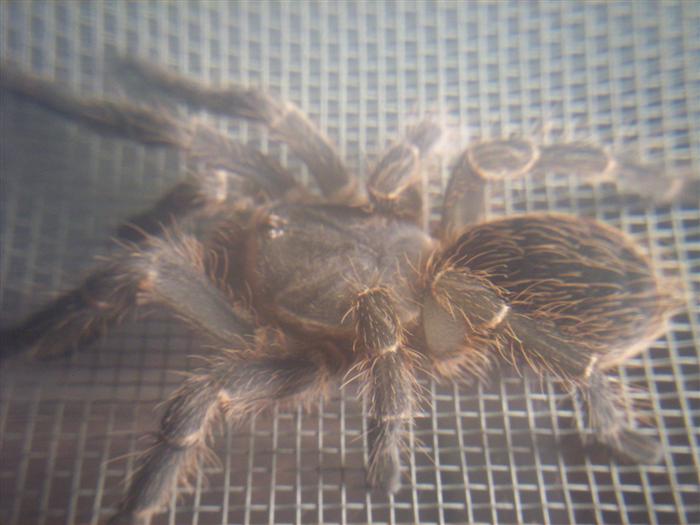 Acanthoscurria insubtilis female 3"