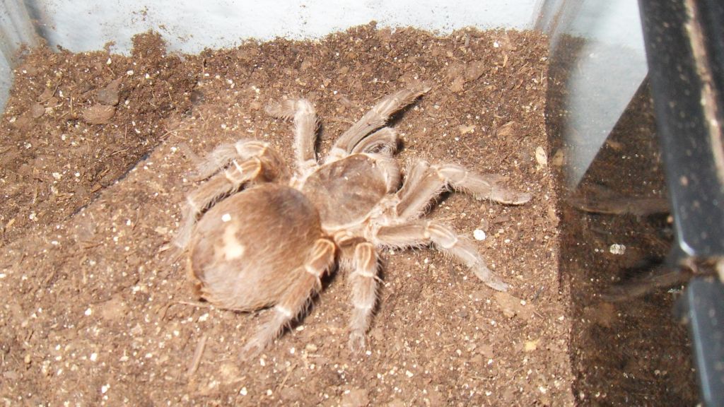 Acanthoscurria Insubtilis????