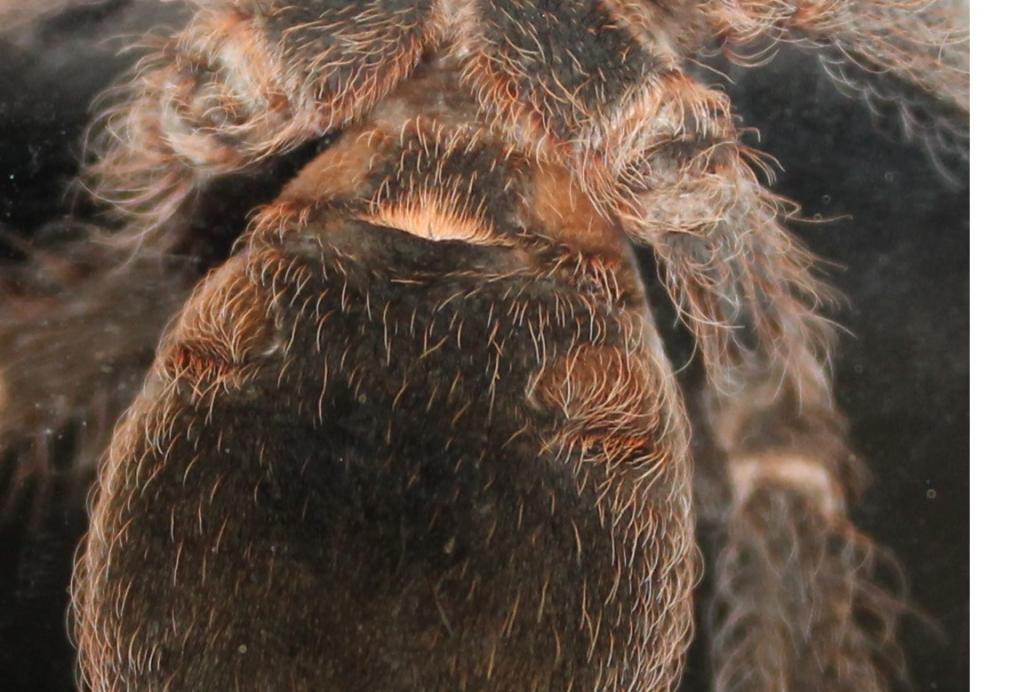 Acanthoscurria insubtilis