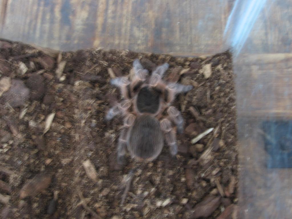 Acanthoscurria insubtillis