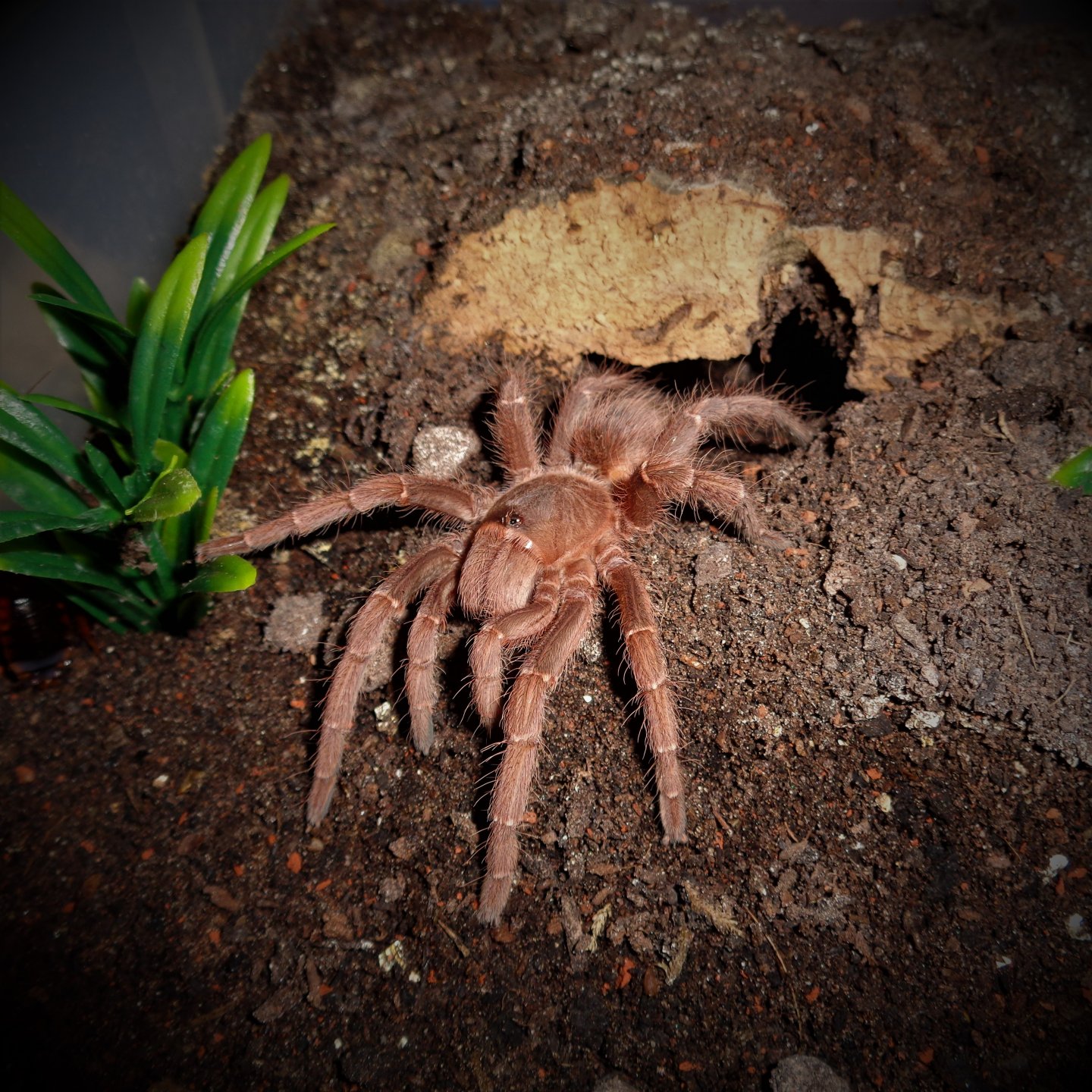 Acanthoscurria musculosa