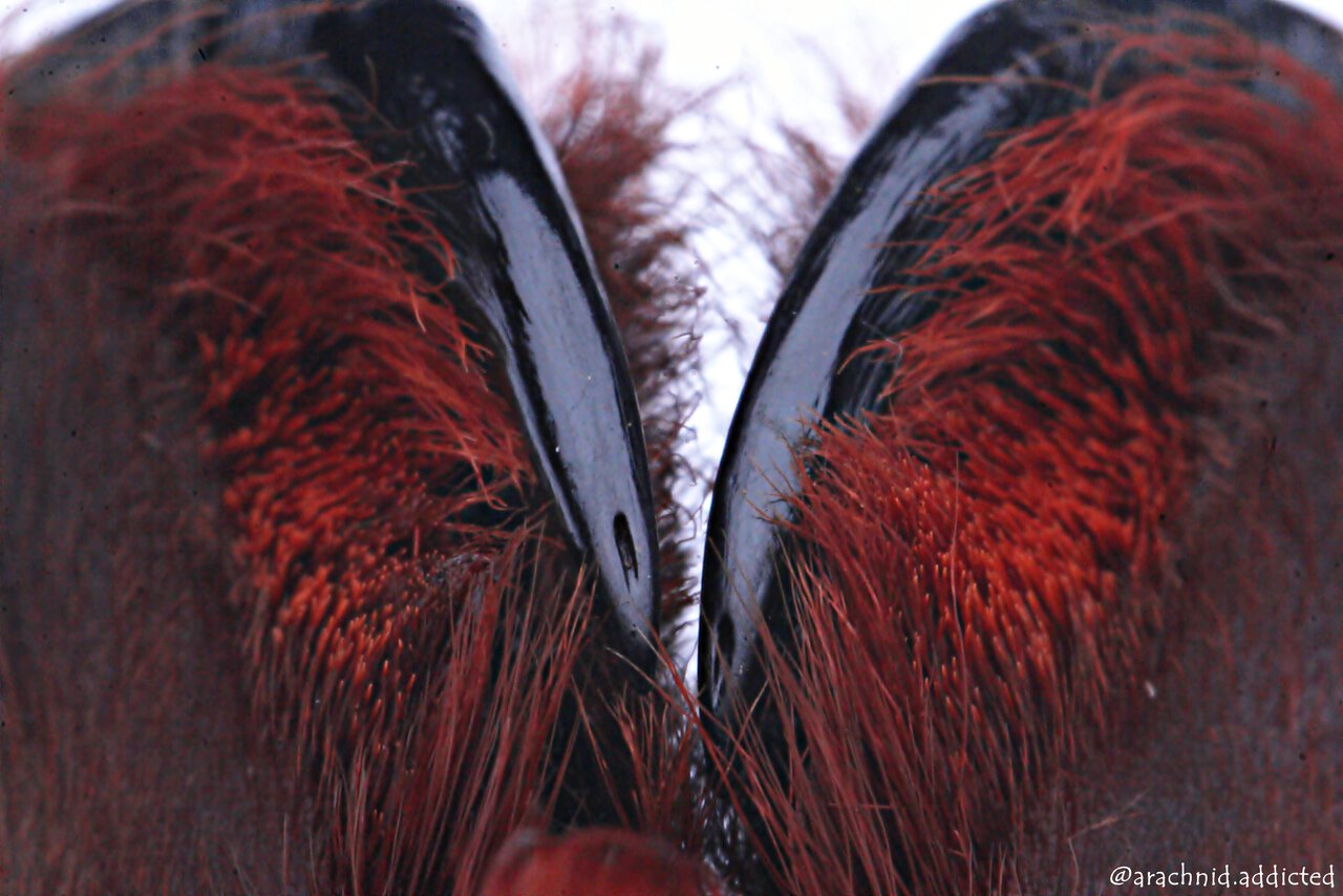 Acanthoscurria musculosa.