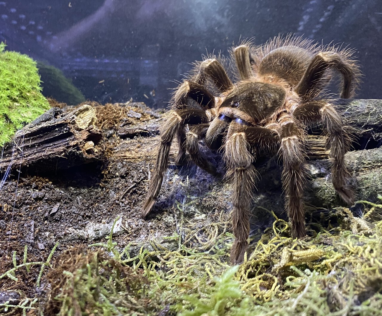 Acanthoscurria paulensis 7 inches female