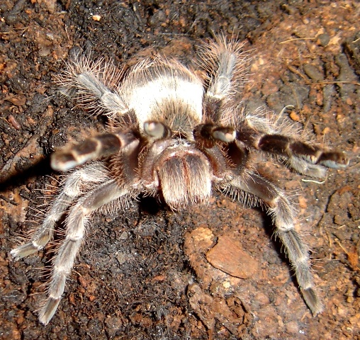 Acanthoscurria Paulensis