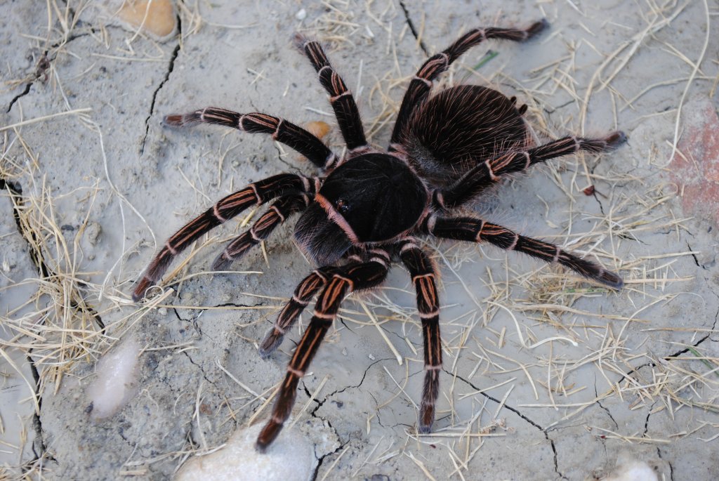 Acanthoscurria simoensi - Female “Wild Caught