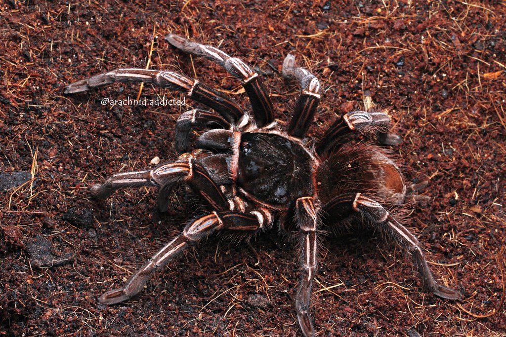 Acanthoscurria simoensi.