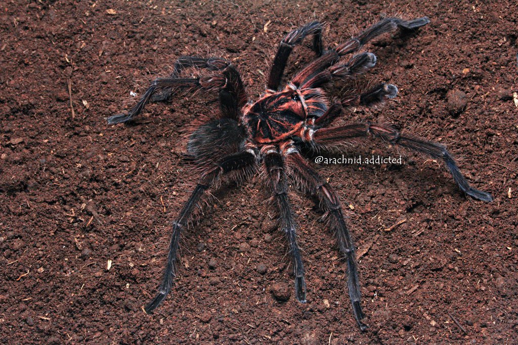 Acanthoscurria simoensi.