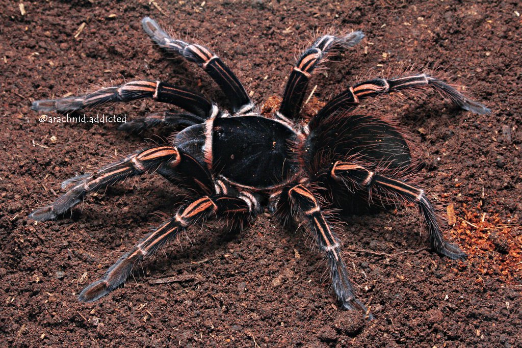 Acanthoscurria simoensi.