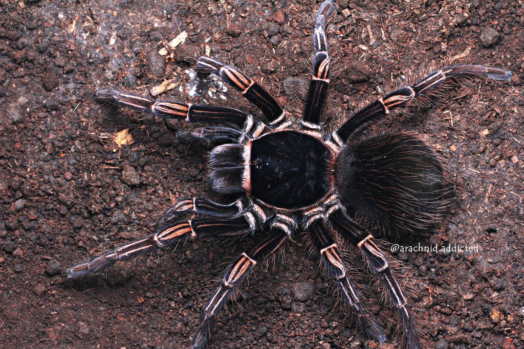 Acanthoscurria simoensi.