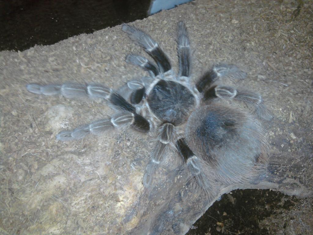 Acanthoscurria Sp. "bolivian Scarlet"