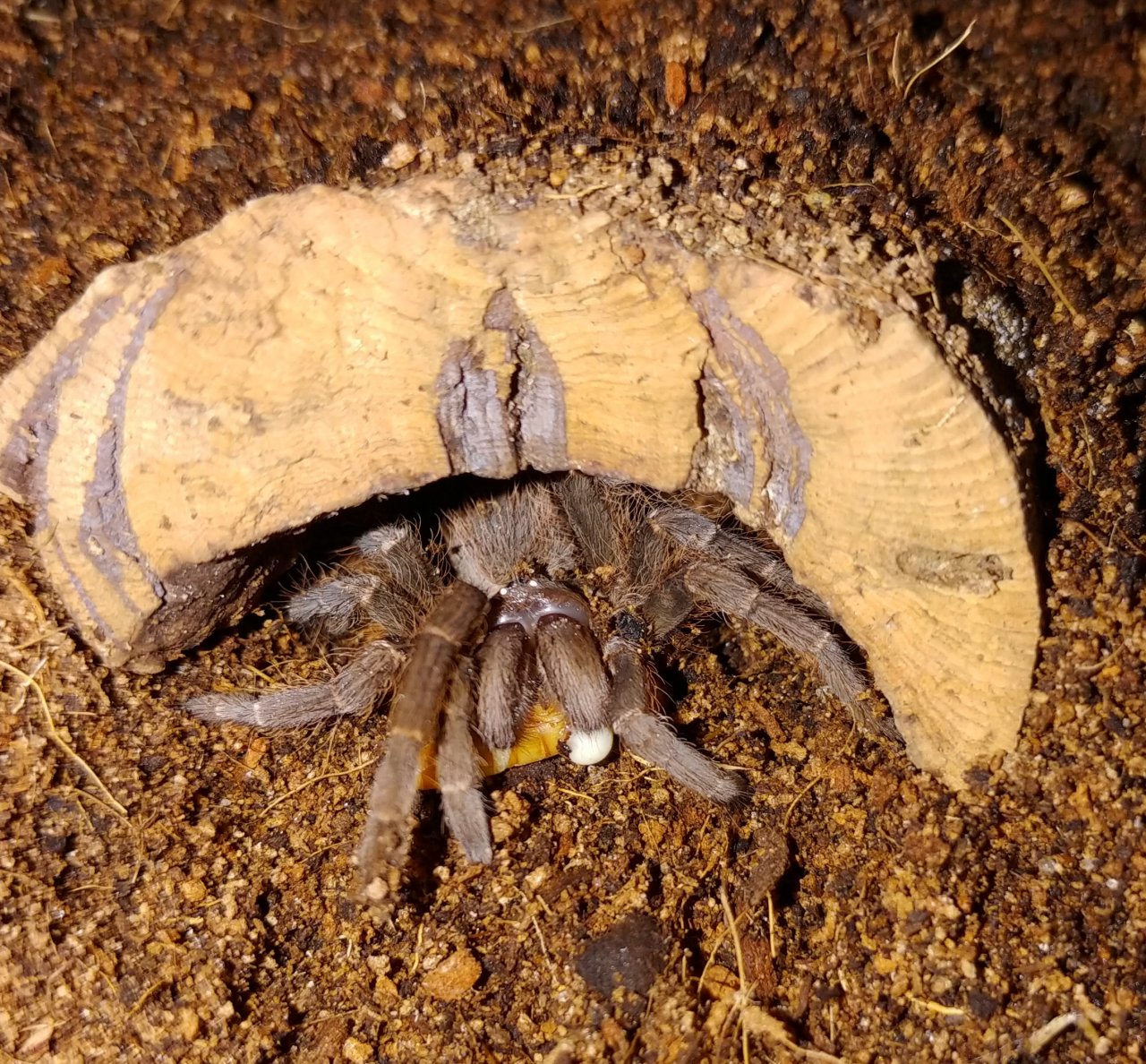 Acanthoscurria sp. maldonadaensis