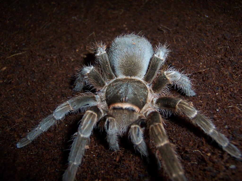 Acanthoscurria Sp. "paraguay"