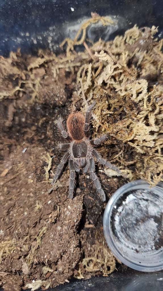 Acanthoscurria sp red.jpg